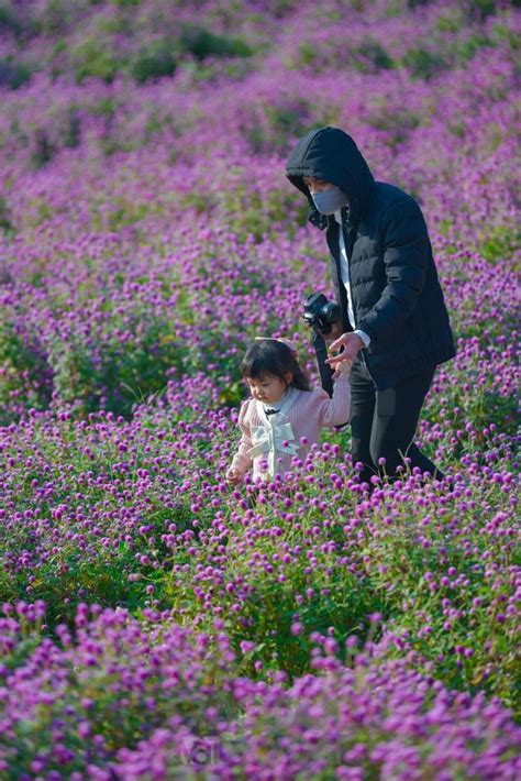 Mê Mẩn Cánh đồng Cúc Bách Nhật Tím Lịm Giữa Lòng Thủ đô Du Lịch