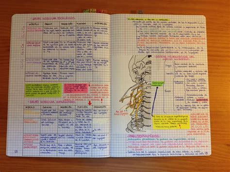 The Unfortunate Events Of A Med Student My Anatomy Revision Notebook