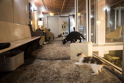 Colony Cat Cafe Opens Thursday Meow Cat Cafe Cats 10 Picture