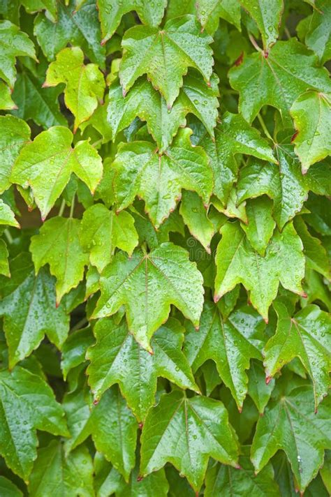 52134 Ivy Leaves Stock Photos Free And Royalty Free Stock Photos From