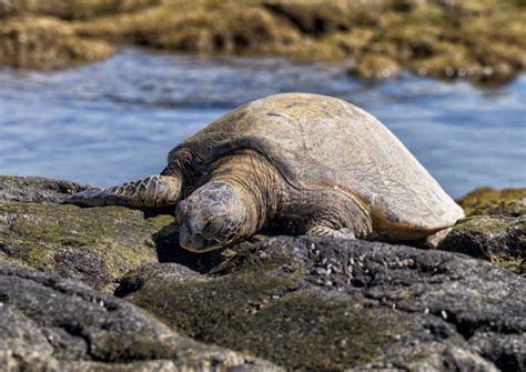 Hawaiian Green Sea Turtle Basking In The Sun Along The Shore In Koloko Honokohau National