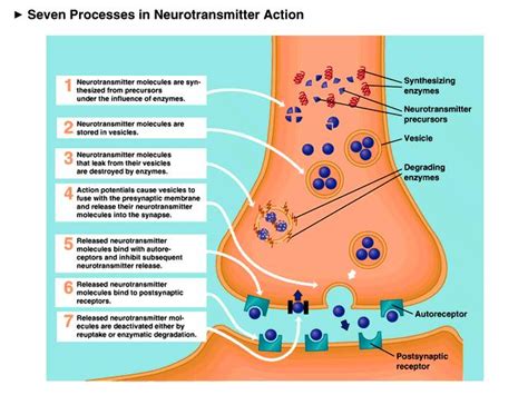 Seven Processes In Neurotransmitter Action