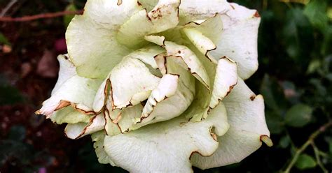 9 Common Reasons For Deformed Rose Flowers And How To Fix Them