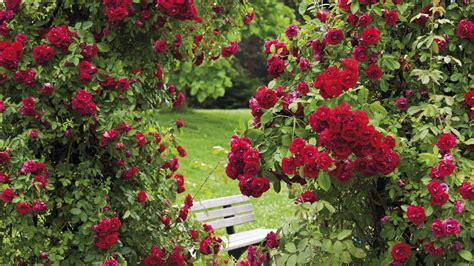 Do natural black roses really exist? How Do You Make a Natural Fungicide for Rose Bushes ...