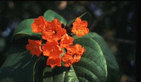 Orange Flowered Trees In South Florida Mexican Red Bird Of Paradise