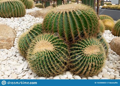 Round Cactus Garden Stock Image Image Of Cute Linear 163300603