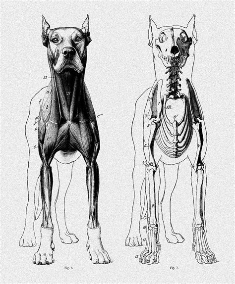 Vintage Dog Anatomy Scientific Illustration Digital Art By Sandra