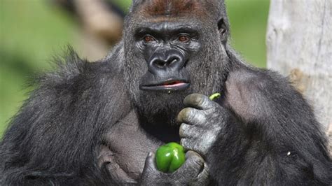 39 Hd Gorilla Wallpaper On Wallpapersafari