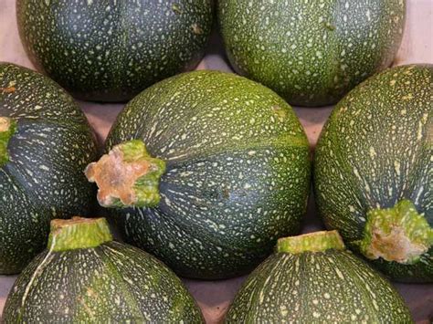 Bio Obst Gemüse Zucchini rund