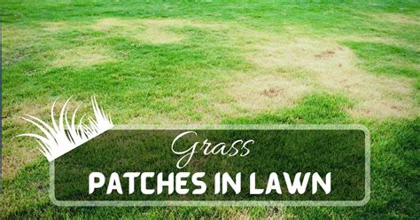 Light Green Grass Patches In Lawns 2023 Just Pure Gardening