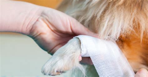 Bite Wounds In Dogs Petlifeuk™