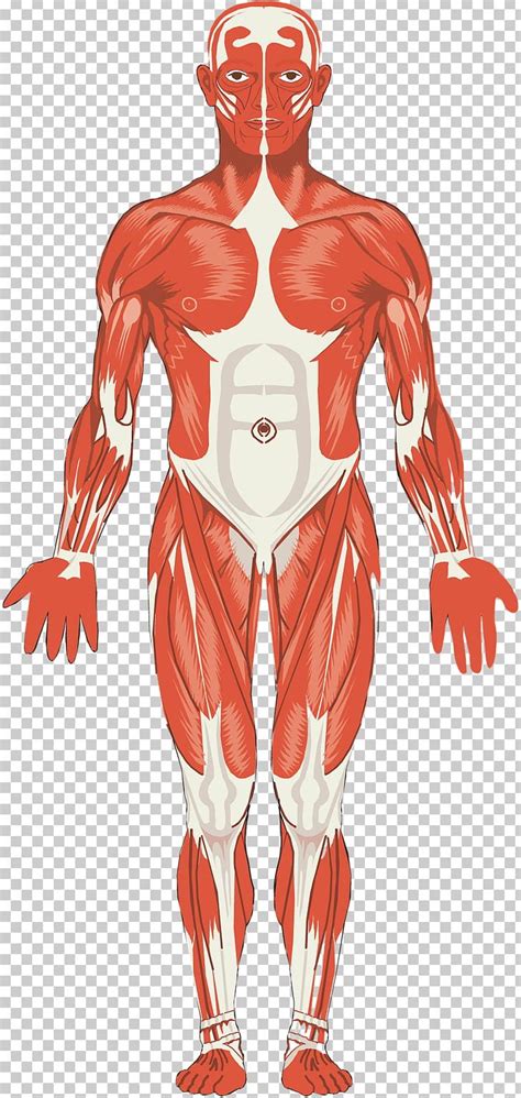 Muscular System Muscle Anatomy Organ System Joint Png Clipart Abdomen