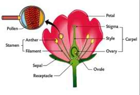 Male And Female Flower Parts Diagram Hybrid Vs Open Pollinated Vs