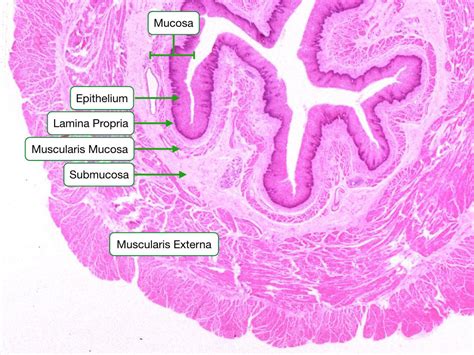 Gastroesophageal Junction Histology Labeled