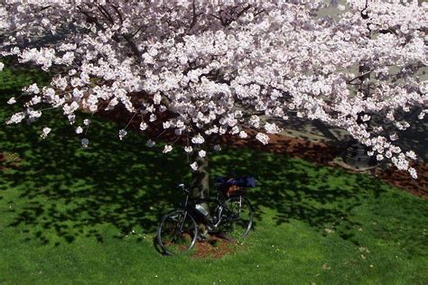 Cherry Blossom Tree In Portland Oregon With A Bike