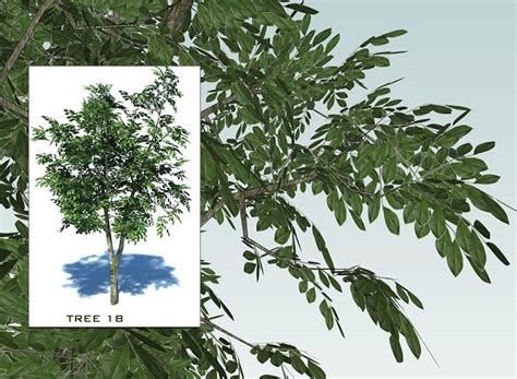 Sketchup 3d Trees Collection 2 By Sketchup Texture 65