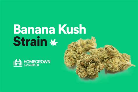Banana Kush Strain Information And Review Homegrown Cannabis Co