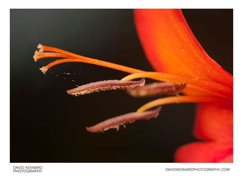 Anthers And Stigma Of A Crocosmia Flower Ii · David Kennard Photography
