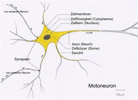 Nervenzellen sind für die reizweiterleitung in unserem körper verantwortlich. File:Neuron5.jpg - Wikimedia Commons