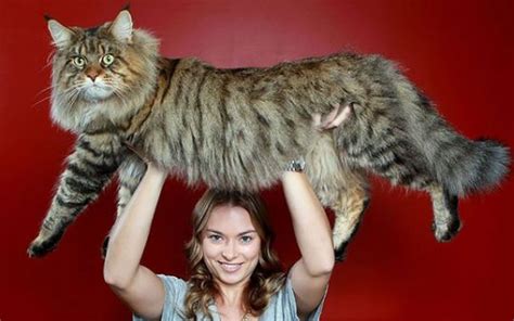 The Remarkable Size Of Maine Coon Cats We Love Cats And Kittens