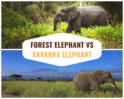 Best Places To See The African Forest Elephant