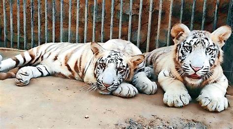 Visitors Can Now Spot Delhi Zoos 2 White Tiger Cubs Delhi News The