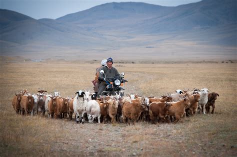 Rural Life In Mongolia Lehmanlaw Mongolia Llp