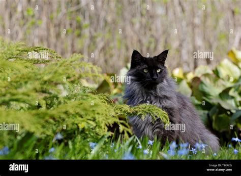 A Norwegian Forest Cat Male Sitting In Garden Among Blue Beautiful