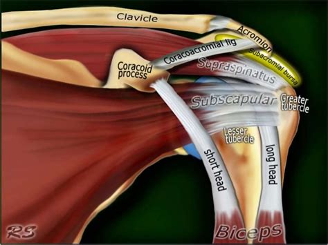 Mri Musculo Skeletal Section Mri Anatomy Of The Shoulder Axial View