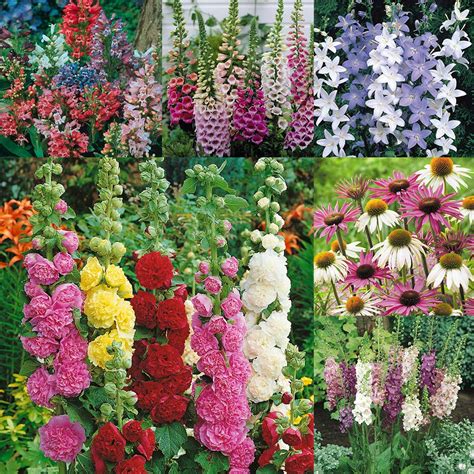 Cottage Perennial Collection Garden Offers