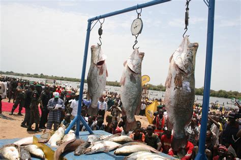 Showcasing The Arugungu Fishing Festival At Northern Nigeria Courtesy