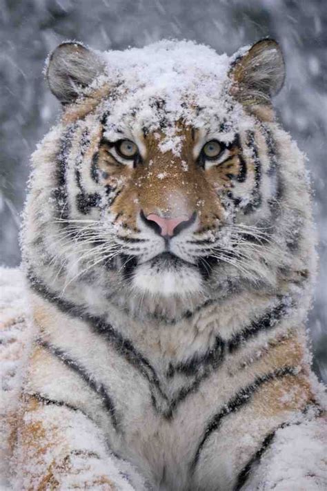Koop de raamtekening in de shop 2. dieren in de sneeuw - Google zoeken - Dieren mooi, Dieren ...