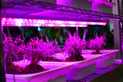 Advantages Of Led Grow Lights Over Traditional Grow Lights