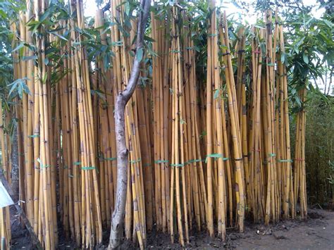 Tak cukup hanya rumahnya yang berbahan dasar kayu. BAMBU KUNING | BAMBU PANDA - kebon kembang bogor