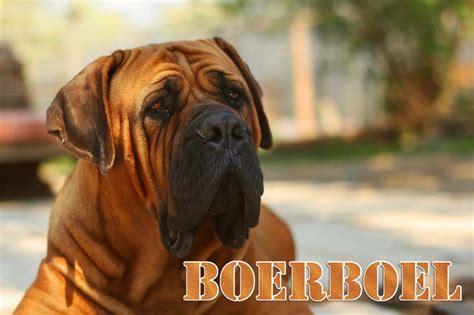 Aufrufe 107 tsd.vor 10 years. Afrikanische Hunderassen - Dogmaniacs