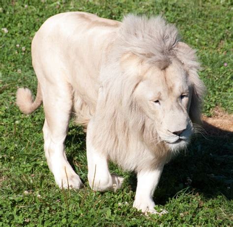 White Lion Is A Rare Color Mutation Of The Lion Stock Photo Image Of