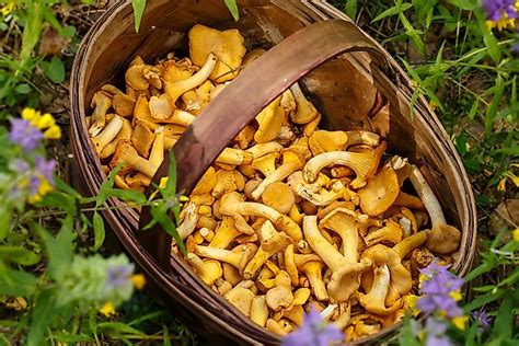 Edible Wild Mushrooms Of North America All Mushroom Info