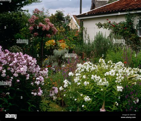 English Cottage Garden With Pink And White Phlox In Borders In Dense