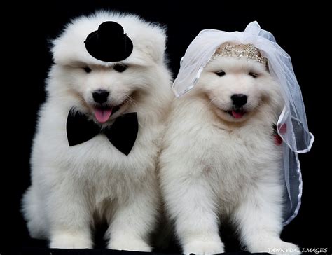 A samoyed pomeranian mix is a crossbreed between samoyed and pomeranian that was originally bred in the united states. "Samoyed Puppies" by Tawnydal | Redbubble