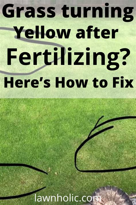 Grass Turning Yellow After Fertilization Its Likely Suffering From