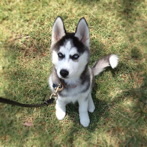 My puppy is 12 weeks old and pretty tiny and when i look at. Husky Puppy Training - Tulsa, Oklahoma. - Yelp