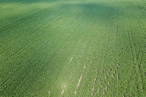 Aerial View Of A Green Corn Field Corn Aerial Stock Photo Image Of