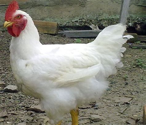 Klasifikasi Ayam Anatomi Dan Morfologi Ayam Serta Ciri Ciri Ternak