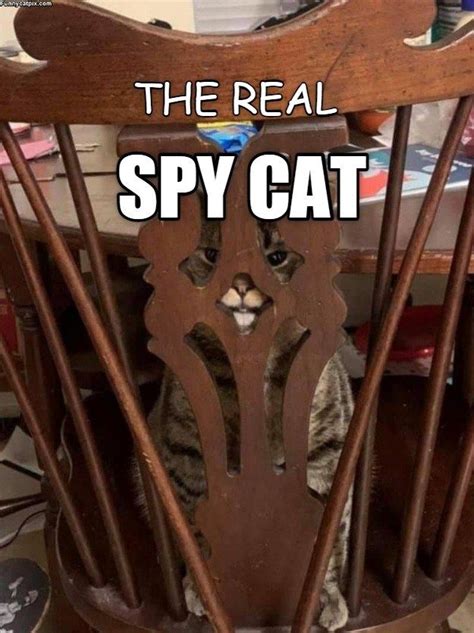 Spy Cat Cats Cat Memes Funny Cat Memes