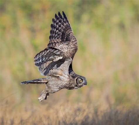 Great Horned Owl In Flight Photographed By Me Rwildlifephotography