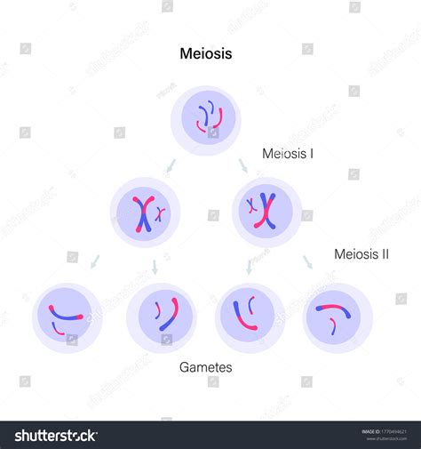 Meiosis Cell Division Diploid Animal Cells Stock Vector Royalty Free