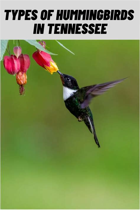 8 Types Of Hummingbirds In Tennessee With Pictures