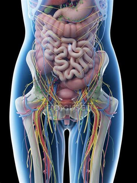 Upper Abdominal Organs Anatomy
