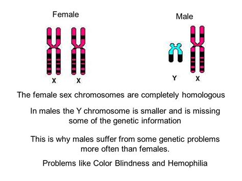 Two Y Chromosomes 47xyy Syndrome Medlineplus Genetics