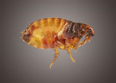 What Does A Cat Flea Allergy Look Like Cat Meme Stock Pictures And Photos